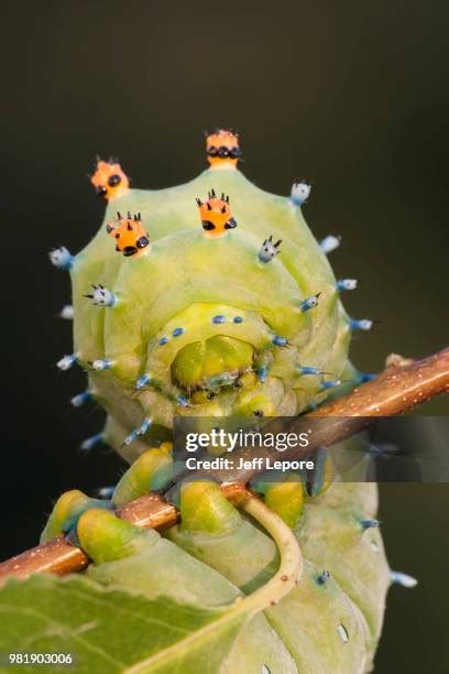 185 Cecropia Moth Stock Photos, High-Res Pictures, and Images - Getty ...