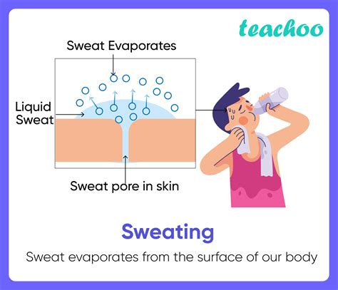 11+ Examples of Evaporation in our daily life (Explained!) - Teachoo