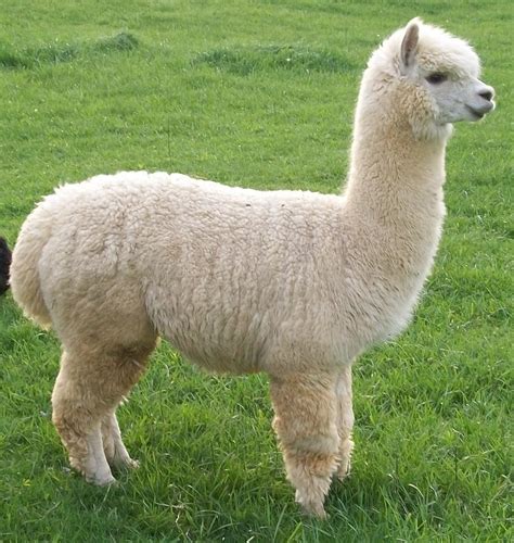 World All Animals: Alpacas