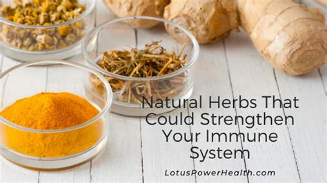 Natural Herbs That Could Strengthen Your Immune System - LotusPowerHealth