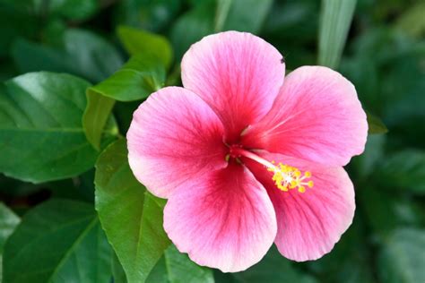 Hibiscus Rosa-Sinensis Care Tips | HappySprout