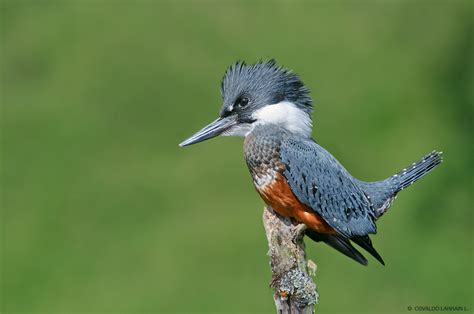 Martin Pescador | Cute birds, Beautiful birds, Birds butterflies