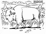 Bison Moms And Baby Coloring Page  ColoringBay sketch template