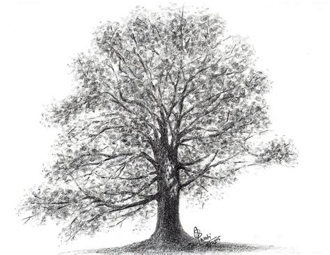 Cherry Blossom tree Drawing by Swati Singh