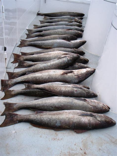 Catalina White Sea Bass fishing at it's finest | Bloodydecks