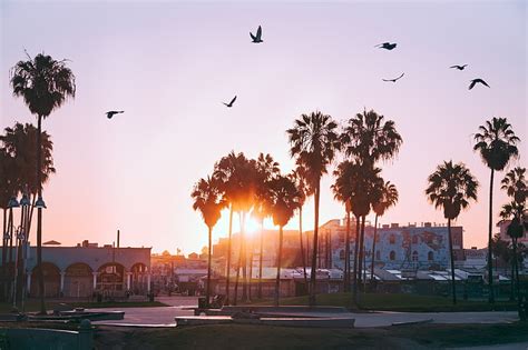 HD wallpaper: Los Angeles, palm trees, beach | Wallpaper Flare