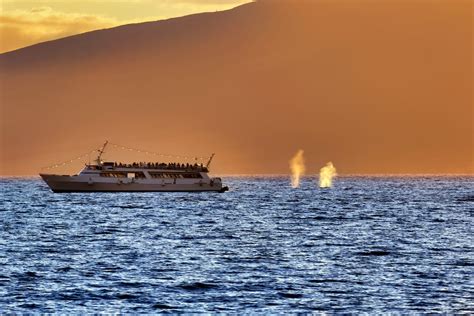 Maui Whale Watching for Beginners (Best Tours, FAQ, and More!)