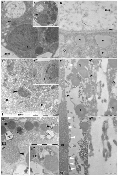 a - mesogleal cell in adult medusa mesoglea; b – mesoglea embedded ...