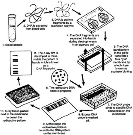 Techniques and Process - DNA Fingerprinting