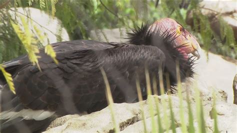 California Condor population recovering from brink of extinction | cbs8.com