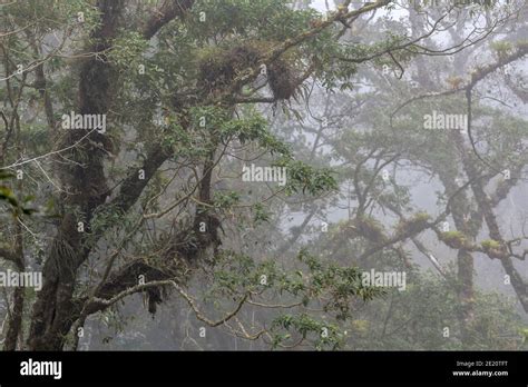 tropical cloud forest in Baru Volcano National Park, Panama Stock Photo ...