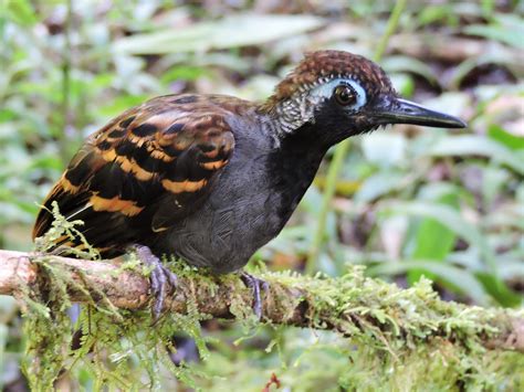 Wing-banded Antbird - eBird