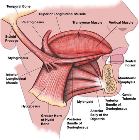 Tongue Muscles Anatomy