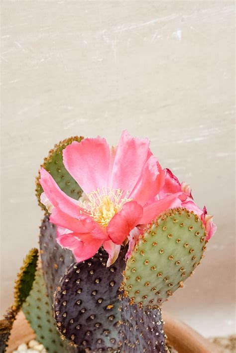 5 Care Tips to Keep Your Cactus Happy – West Coast Gardens