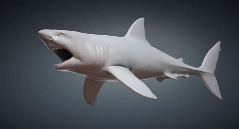 3D Great White Shark Base Mesh Model - TurboSquid 1232562