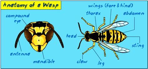 Anatomy of a Wasp | Wasp, Thorax, Anatomy