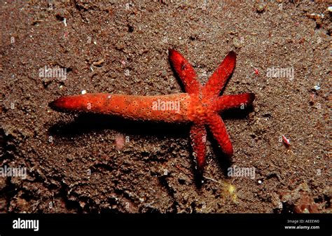 Starfish regenerating hi-res stock photography and images - Alamy