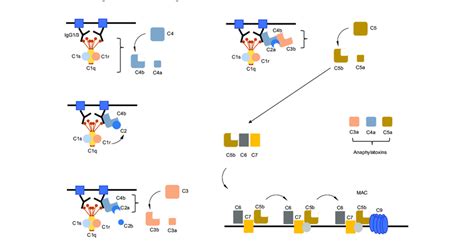 Classical complement pathway activation. Schematic illustration of the ...
