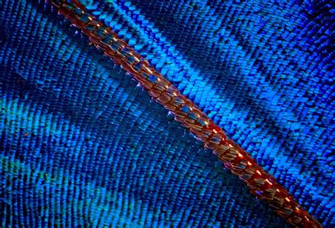 Butterfly Wing Extreme Closeup Photograph by Jim Painter