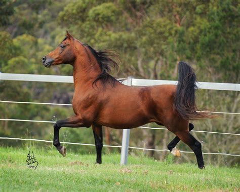 Pin on horses | Beautiful arabian horses, Horses, Horse world