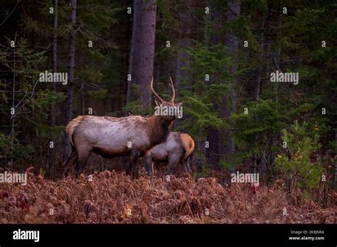 Elk in Clam Lake, Wisconsin Stock Photo - Alamy