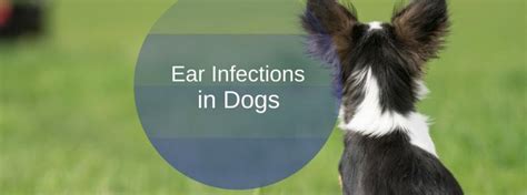 Ear Infections in Dogs | Rau Animal Hospital