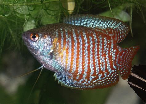 gourami, Tropical, Fish Wallpapers HD / Desktop and Mobile Backgrounds