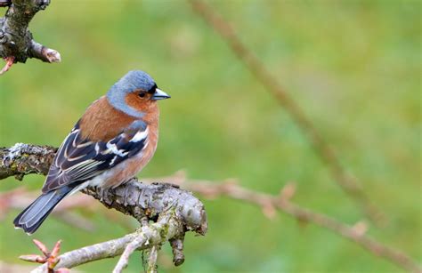 14 Common Garden Birds Of New Zealand - New Zealand Nature Guy