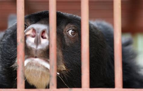 Sanctuary for Abused Bears in Vietnam Is Facing Eviction - The New York Times