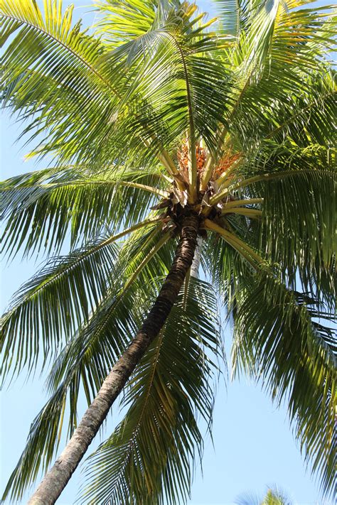 Coconut Tree With Coconut / Coconut Palm Khao Sok National Park ...