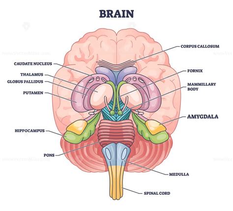 Amygdala brain part location with medical human head anatomy outline ...