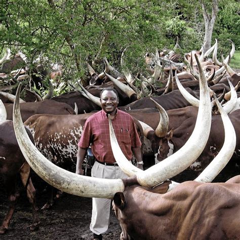 Cyril Ramaphosa Farm : Ramaphosa Sells R2 1m Ankole Cow To Motsepe ...