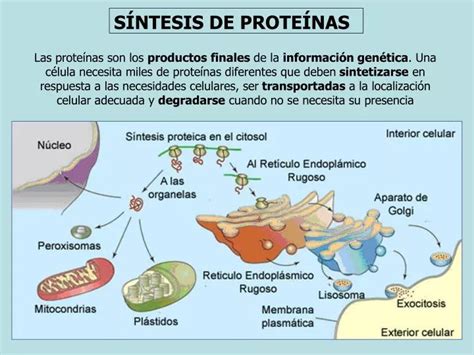 PPT - SÍNTESIS DE PROTEÍNAS PowerPoint Presentation - ID:3951975