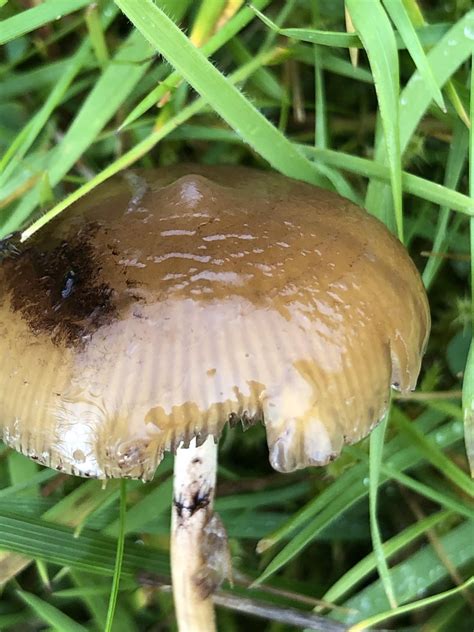 Psilocybe Fimetaria identification guide : r/fimetaria