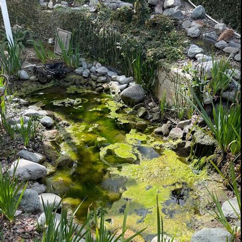 Koi Pond Cleaning - Gold N Koi