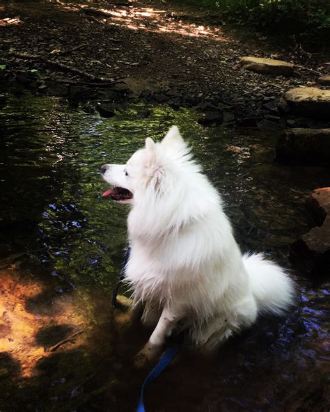 Hiking in Jefferson National Forest : r/americaneskimo