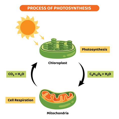 The Diagram Of Photosynthesis Process 45766501 Vector Art at Vecteezy