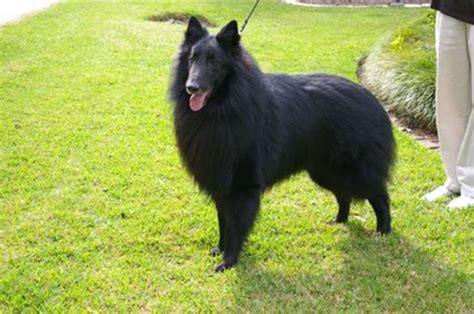 Belgian Sheepdog Breeders | Belgian Sheepdog Club of America