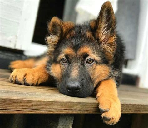 Images Of German Shepherd