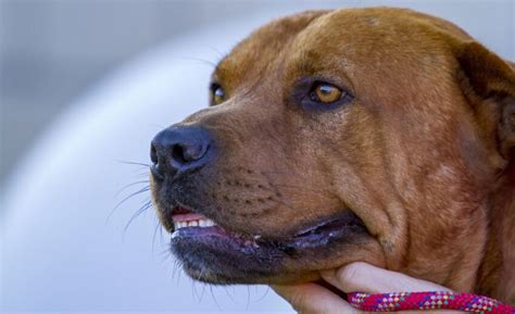 The Pit Bull Mastiff Mix: Cute and Confident Canines!