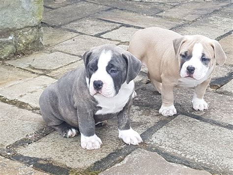 Chunky American Pocket Bully Puppies for sale | in Connahs Quay ...