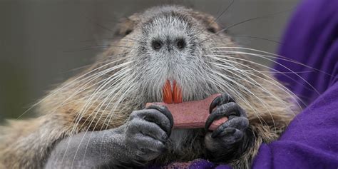 Be on the Lookout for Rodents of Unusual Size With Orange Teeth - WSJ