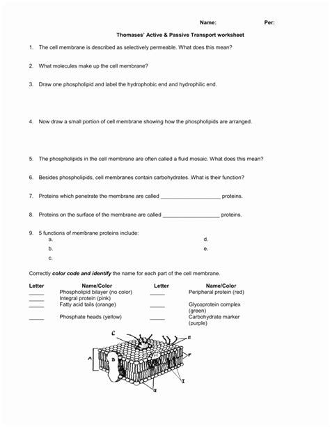 50 Passive And Active Transport Worksheet