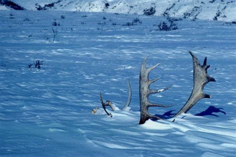 Free picture: caribou, antlers, winter, scene