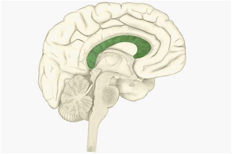 Corpus Callosum and Brain Function