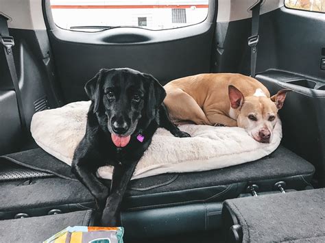 Keeping Everyone Safe in the Car While Traveling with Pets