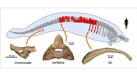 Extinct 39-million-year-old whale 'may be heaviest animal that ever ...