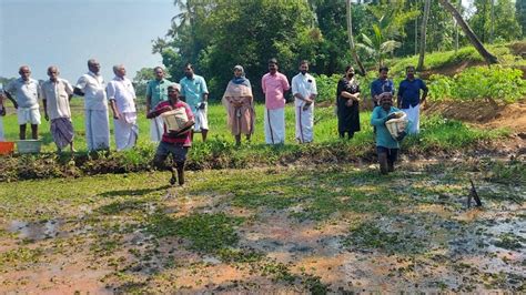 Veteran farmers of Kuttanad most in demand as barren lands turn paddy ...