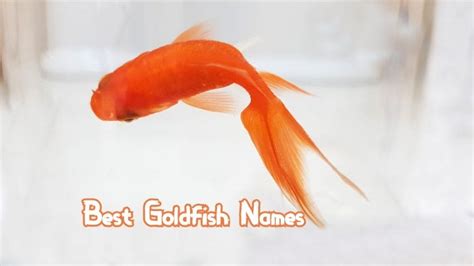 360+ Best Goldfish Names by Color, Famous, Pairs or just Funny