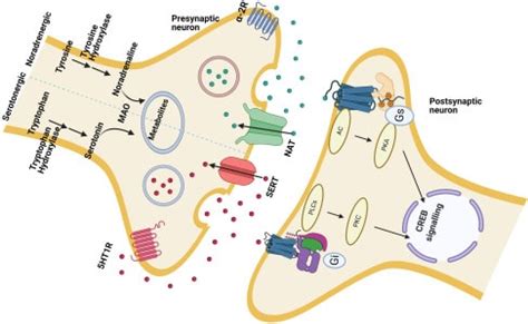 What Are Antidepressants? CHMC German Clinic for Psychiatry